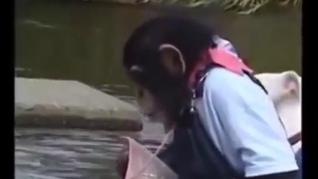 Крепкая дружба между обезьяной и собакой! смотреть онлайн