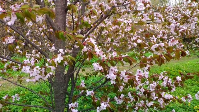 Цветение сакуры в Ботаническом саду. Петербург смотреть онлайн