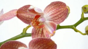 БУТОНЫ орхидеи ТЕПЕРЬ НЕ ВЯНУТ, а все РАСКРЫВАЮТСЯ до конца цветоноса!