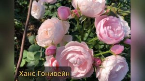 Розы с названиями , все сорта ещё есть в продаже , сайт в описании . Питомник Роз Аккиевых . #roses