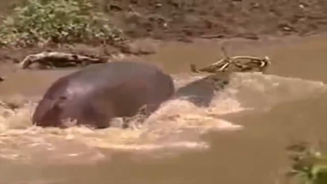 5 Самых свирепых битв животных смотреть онлайн