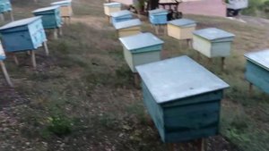 Обработка пчел против клеща Дым_пушкой ?