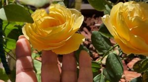 Роза Кэндллайт (Candlelight) первогодка в кашпо?✨?