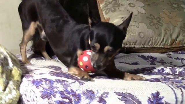 Мои любимые животные. смотреть онлайн