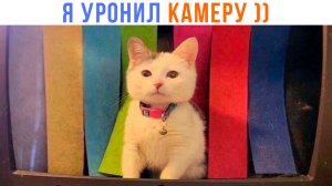 ИЗВИНИТЕ, ЭФИРА НЕ БУДЕТ ))) | Приколы с котами | Мемозг 1414