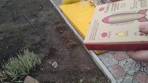 Обрезка пузыреплодника на пень