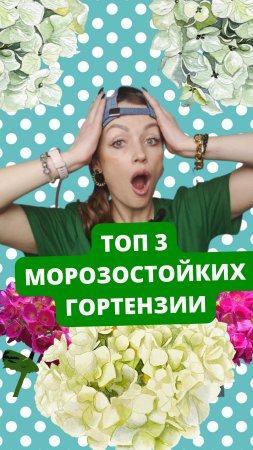 ❄️?ТОП-3 МОРОЗОСТОЙКИХ ГОРТЕНЗИЙ #питомникросток #саженцыгортензий #гортензии