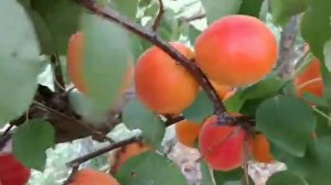 Новинка!  Абрикос Лідо. Apricot Lido. Дуже гарний, з добрим смаком