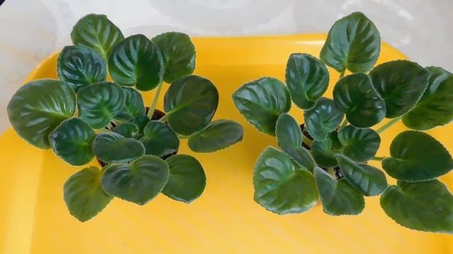 Почему у фиалки вытянутые листья? Как это исправить? смотреть онлайн