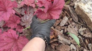 Хоста Mango tango ... гейхера Berry smoothie