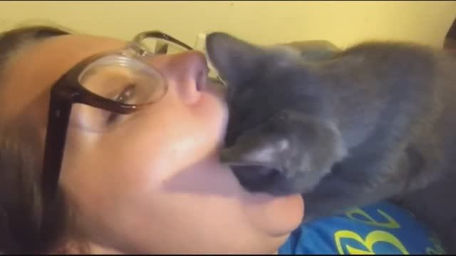 Смешные питомцы #6 смотреть онлайн