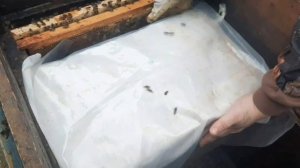 Матка трутовка,меняем делаем профилактику заболеваний.