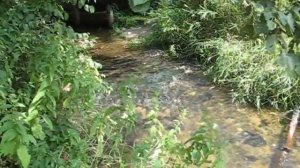 Райский уголок на Земле "Заветы Ильича"