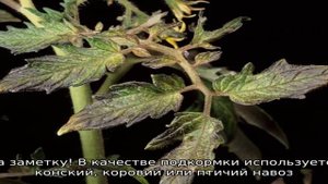 Чем подкормить рассаду помидор, чтобы были толстенькие