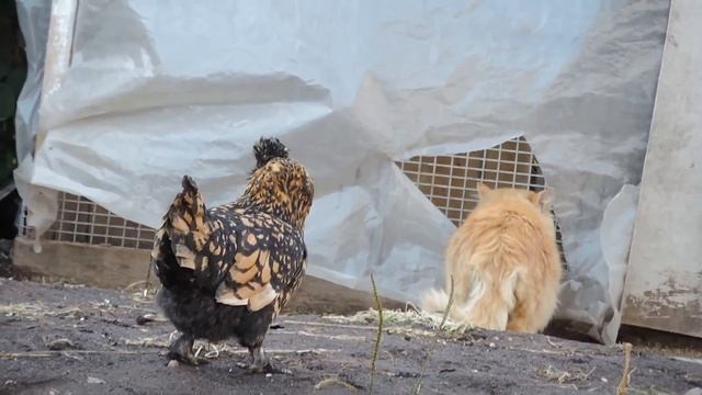 Chicken vs Cat Уберите от меня эту психическую, а то  мышей ловить  перестану!