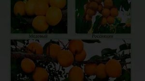 Сорт абрикоса