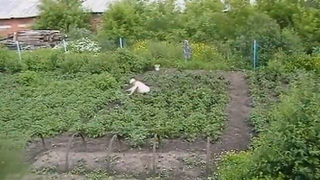 Как быстро посадить и прополоть картошку
