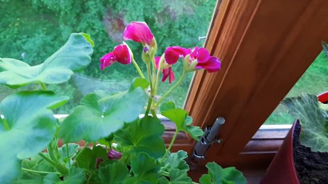 БАЛКОННЫЕ  ЦВЕТЫ.