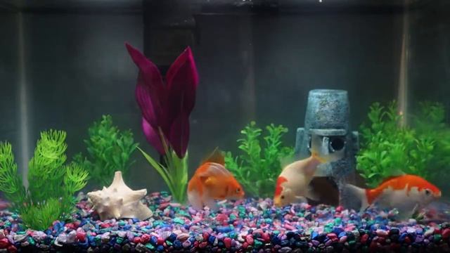 GOLDFISH AQUARIUM | 8 HOURS | RELAXING | NO MUSIC