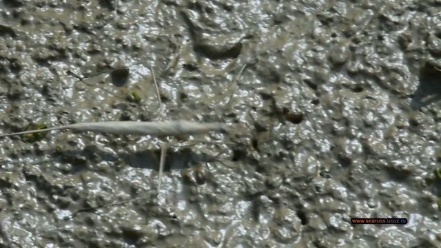 ⛔РАНАТРА ПАЛОЧКОВИДНАЯ ИЗ СЕМЕЙСТВА ВОДЯНЫХ СКОРПИОНОВ⛔КРЫМ. Ranatra⛔Insect of Crimea