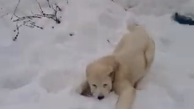 РЯЗАНЬ ЯКШИ МАЙСАРА 3 МЕС. смотреть онлайн