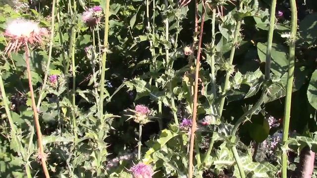 РАСТОРОПША ЛЕКАРСТВЕННАЯ РАСТЁТ В МОЁМ САДУ! смотреть онлайн