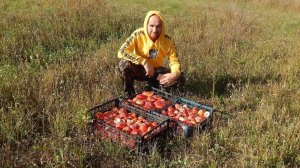 4900 рублей за день на мухоморах