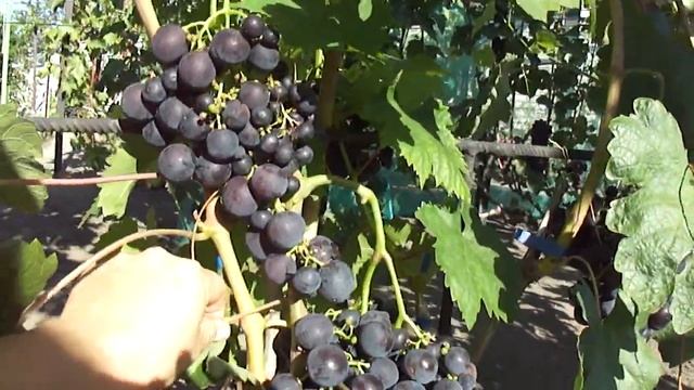 Виноград Рошфор в Воронеже. смотреть онлайн