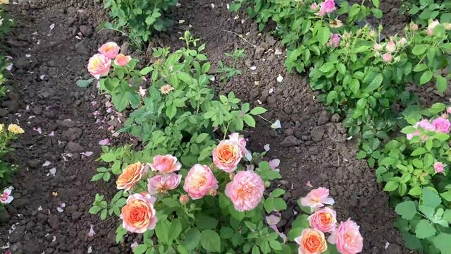 Вожделенные Сорта роз!!Массовая посадка смотреть онлайн