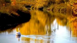 Зара Осенние листья