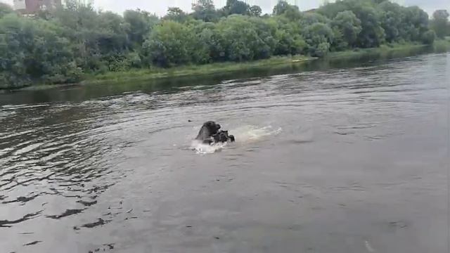 Cane corso kennel. Питомник кане корсо ELITE LEGION