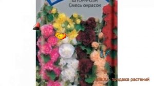 Роза обыкновенная Шток роза Смесь окрасок ? обзор: как сажать, семена розы Шток роза Смесь окрасок