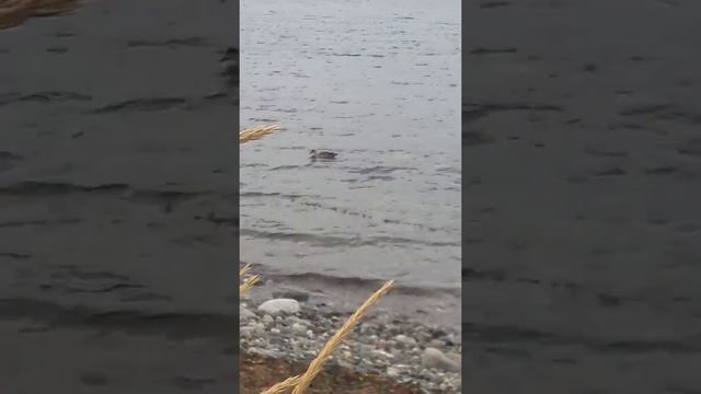 Playa Chabunco Punta Arenas?