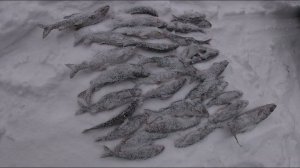 ХАРИУС НА ЛЕСНОЙ РЕЧКЕ \ УГАРНАЯ РЫБАЛКА С ДРУЗЬЯМИ \ Часть 3