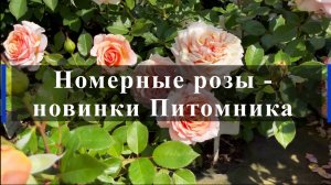 Номерные розы - новинки Питомника