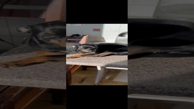 Собачка погреется решила смотреть онлайн