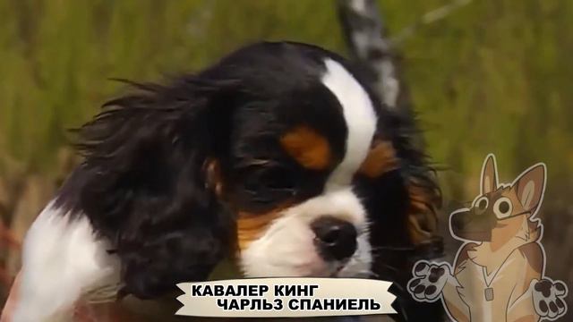 ТОП 10 ПОРОД СОБАК ДЛЯ СЕМЬИ С ДЕТЬМИ! | Крутой ПЁС