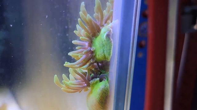 Деление Актинии Маяна в быстром темпе без звука. смотреть онлайн