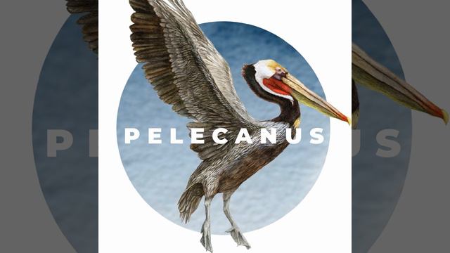 Bats! of Southern California with Drew Stokes смотреть онлайн