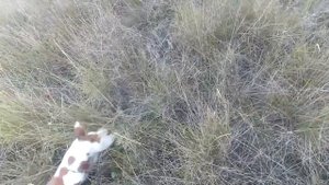 Охота с Бретоном на перепелку