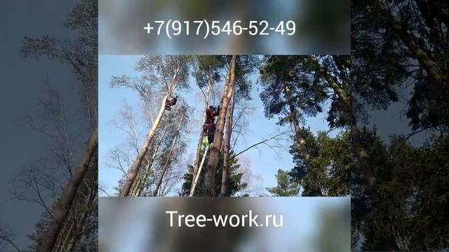 Обработка деревьев от короеда. Борьба с короедом. Защита деревьев. Www.tree-work.ru