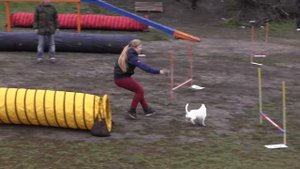 Джек рассел терьер Майло, дебют