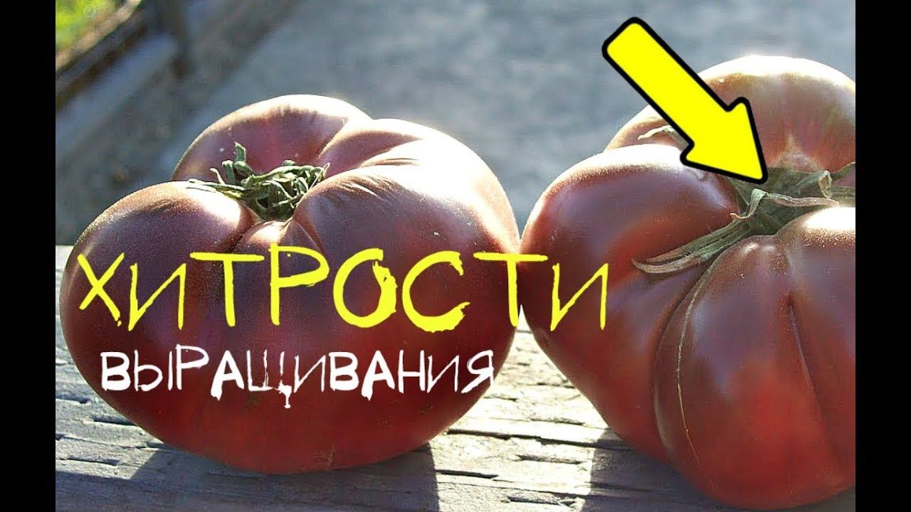 Узнай как вырастить крупные и сладкие томаты!? Хитрости выращивания помидор!