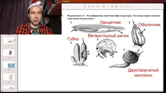 Животные-фильтраторы и ток воды смотреть онлайн