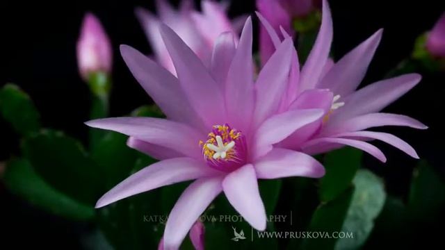 ПОТРЯСАЮЩАЯ КРАСОТА ЦВЕТОВ.... смотреть онлайн