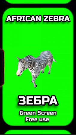 ЗЕБРА хромакей футаж на зелёном фоне. Видео анимация GREEN SCREEN.