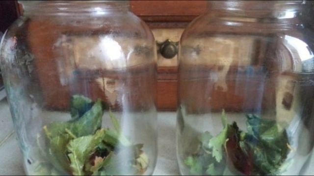 Огурцы хрустящие смотреть онлайн