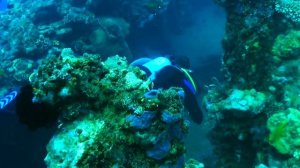 Diving from Honiara. (Solomon Islands 1)