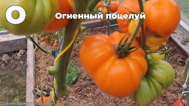 Томаты на букву О. ПОЛНЫЙ ОБЗОР. ОТ А ДО Я
