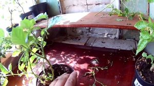 Весенняя обрезка и формировка кустов сверх острого перца